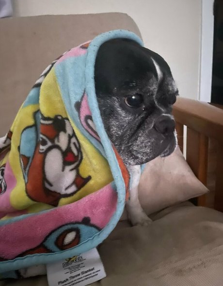 CursedArachnid actrice pornographique photo