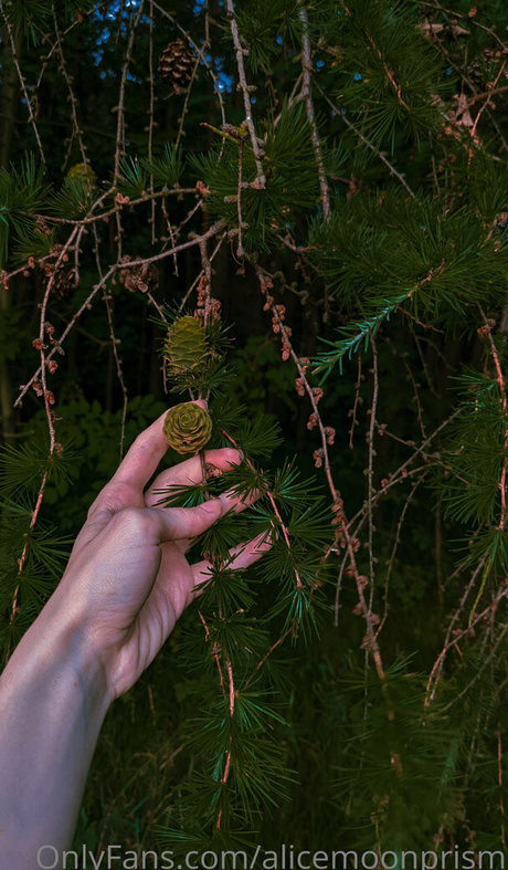 alicemoonprism estrella superior galerías