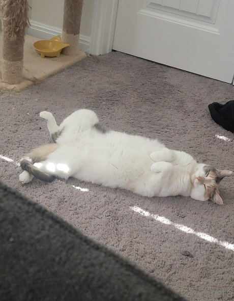 yureta2 modelo sexual archivo