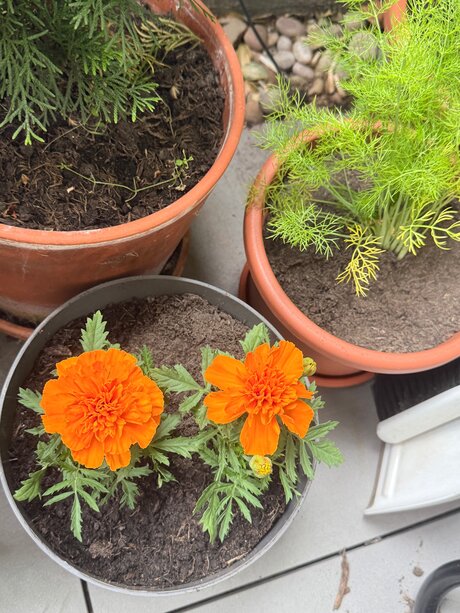 Evelynwhite actriz sexual imagen