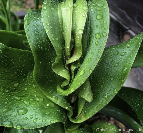 Soyacide modelo xxx archivo