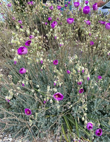 NakedBakers Imagen de perfil