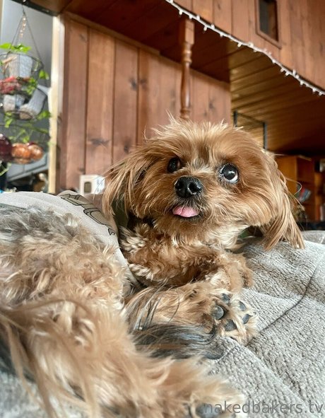 NakedBakers modelo de alta calidad galerías