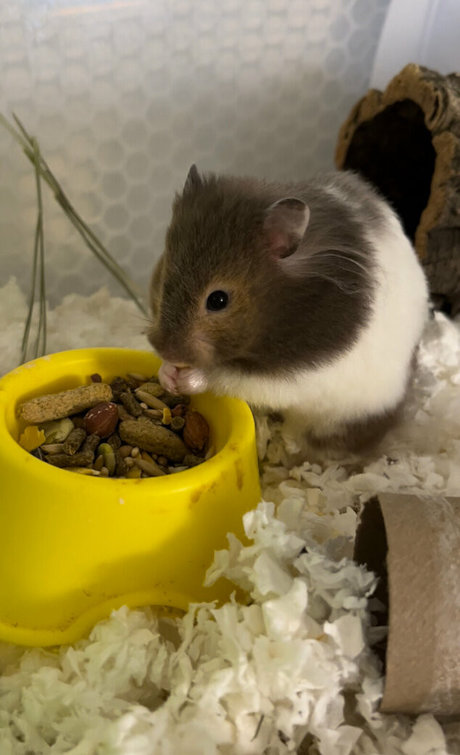 imrosebeck modelo erótico galerías