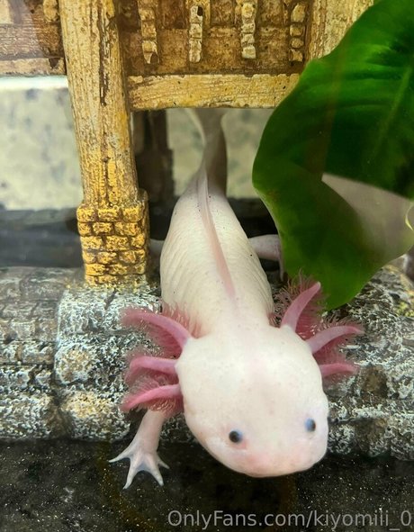 kiyomiii 0 sexe de star du porno images