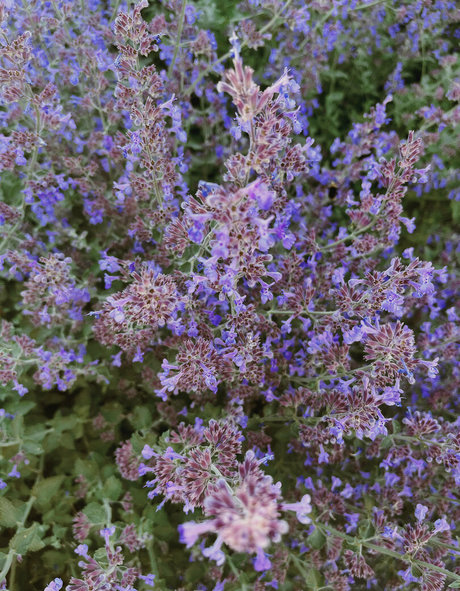 pottymouth h actriz exclusiva imágenes