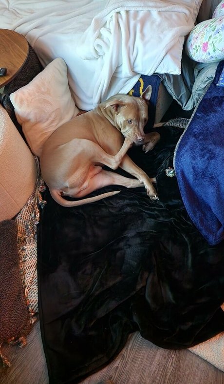 S and K modelo libre galería