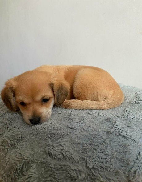 l hunnybunny l estrella del arte foto