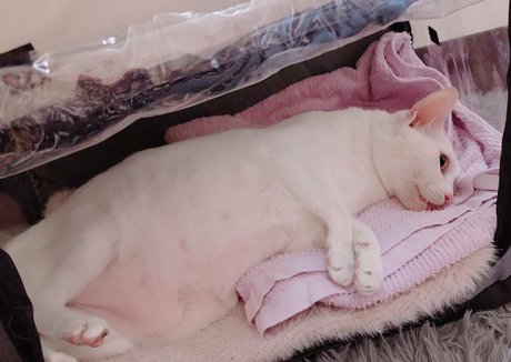 akari 813 actriz de alta calidad foto