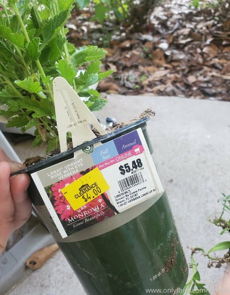 bee88i modelo desnuda foto