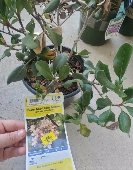 bee88i estrella de alta calidad fotos