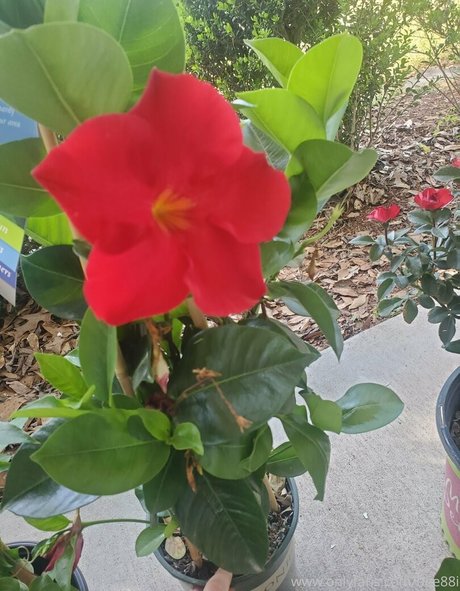 bee88i actrice nue photos