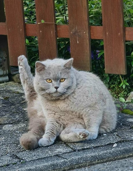 milashiroki estrella porno superior galerías