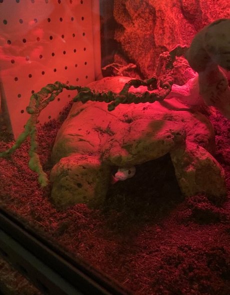 mollymaeve actriz desnuda galerías