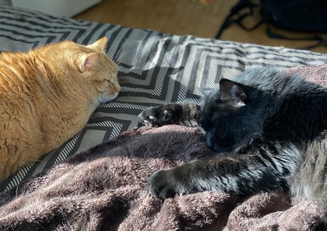 somelittlecrumbs star du porno exclusive photo