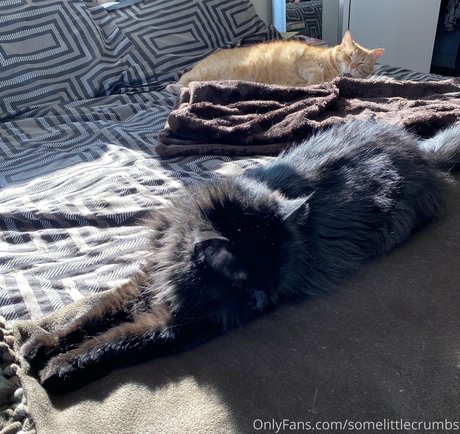 somelittlecrumbs belle étoile archive