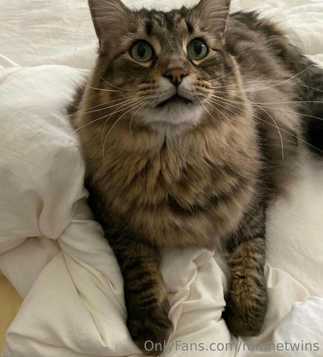 MinneTwins xxx étoile photo