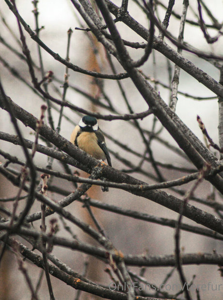 TeRefur étoile nue collection