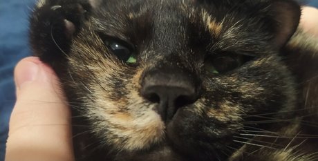 TeRefur estrella porno de alta calidad imágenes