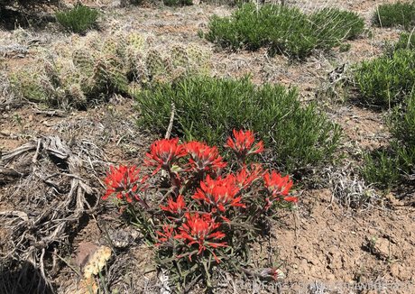 naomiwildman3 modelo de alta definición imágenes