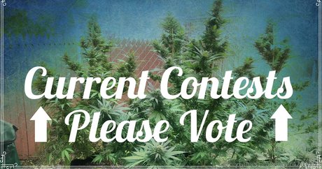 ginger420expo actriz exclusiva galería