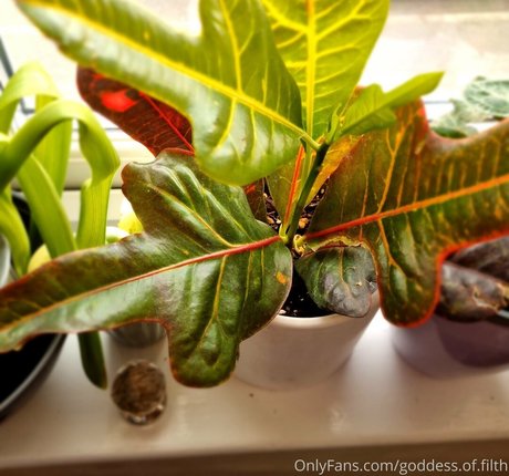 goddess of filth actriz adulta galerías