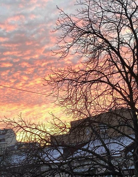 cherrykush6 Miniature