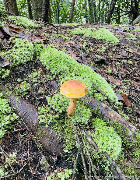 Abella Anderson haut modèle photo