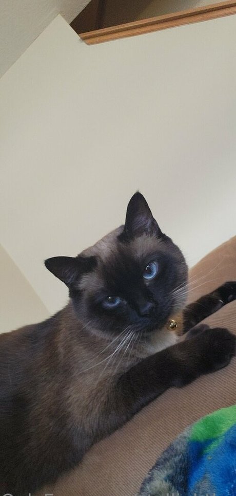 stellightbaby estrella porno gratis galerías