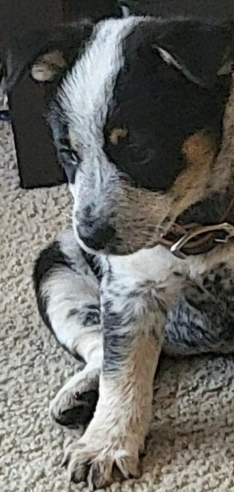 stellightbaby estrella libre imagen