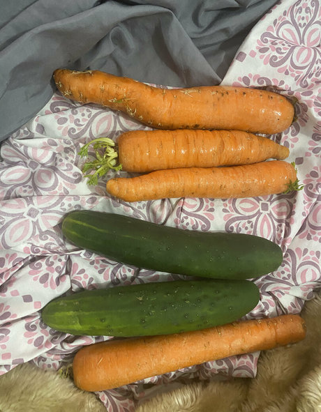 junebug3333 star du porno gratuit photo