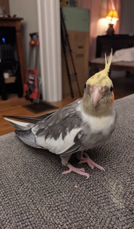 Natalie Minx mejor actriz foto