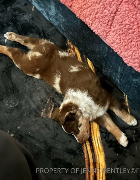 jennabentley étoile érotique img