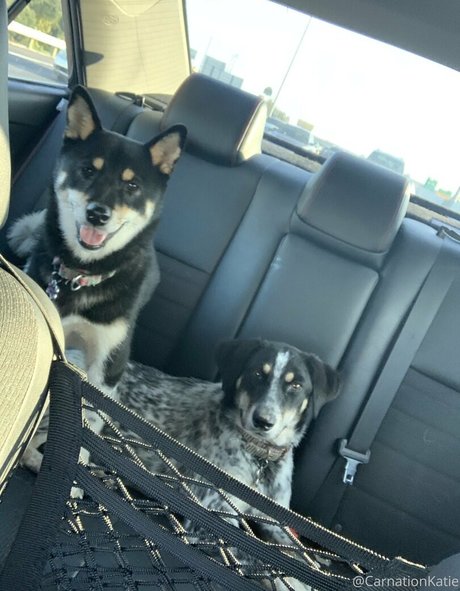 carnationkatie modelo exclusivo galerías