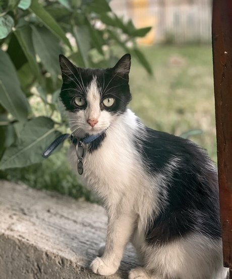 Emina Jahi arte estrella porno galería