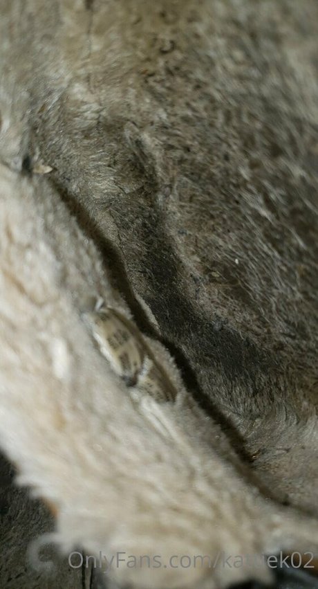 kattiek02 star pornographic photo