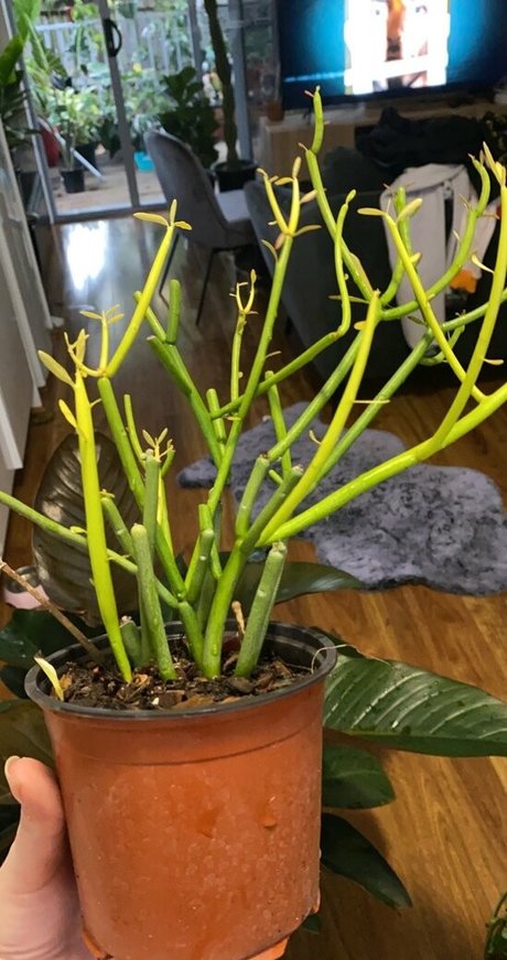 uncutsextapes pornstar perfect pic