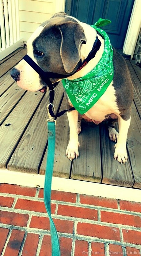 lovesickfordick pornstar hd image