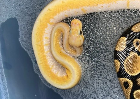 xmommy ghostface porn star photos