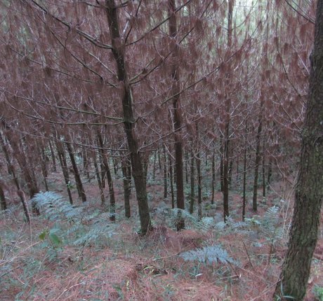 avliequeena exclusive star galleries