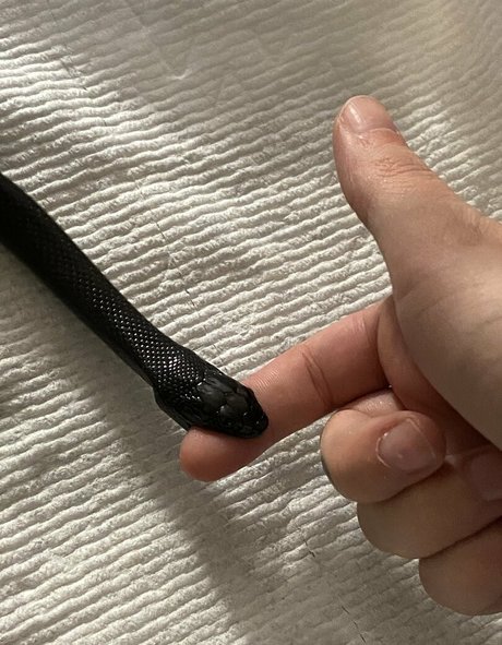 persephone27x pretty actress img