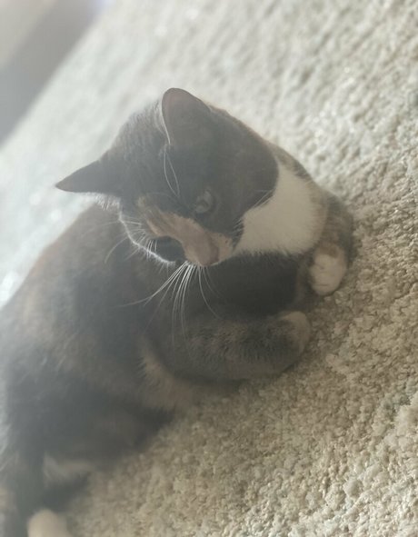 nyxiedust pornstar adult img