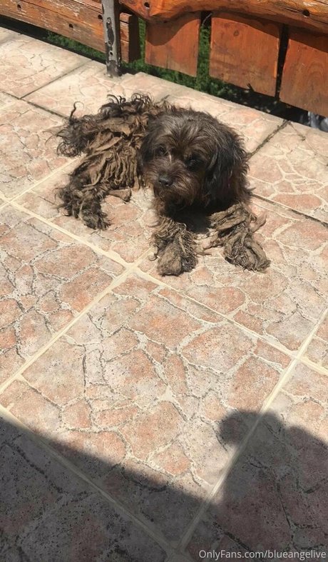 blueangelive star hot archive