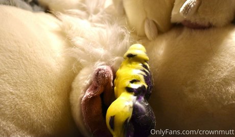 crownmutt best model pic