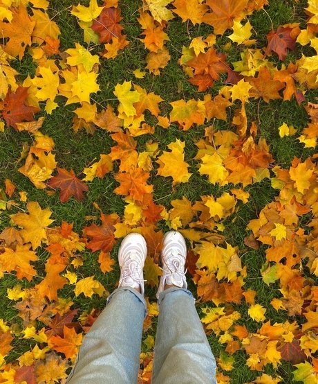 Gulia star perfect gallery