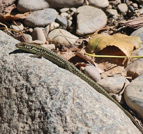 Ann Cygnus naked model picture