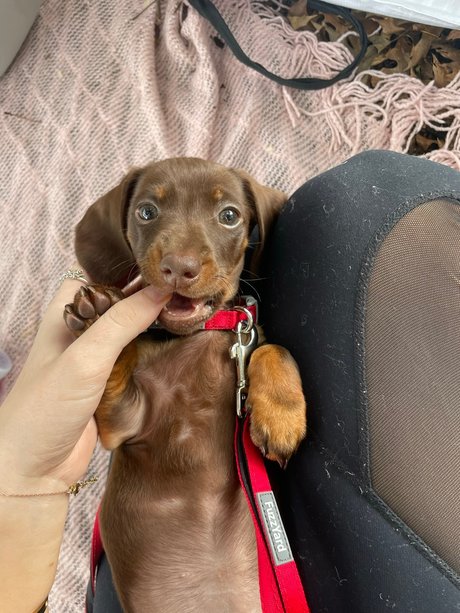 Alliyah exclusive star image