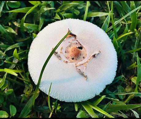 Cdrtroi Free pretty model pic