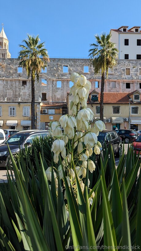 Thescandichick exclusive actress photos