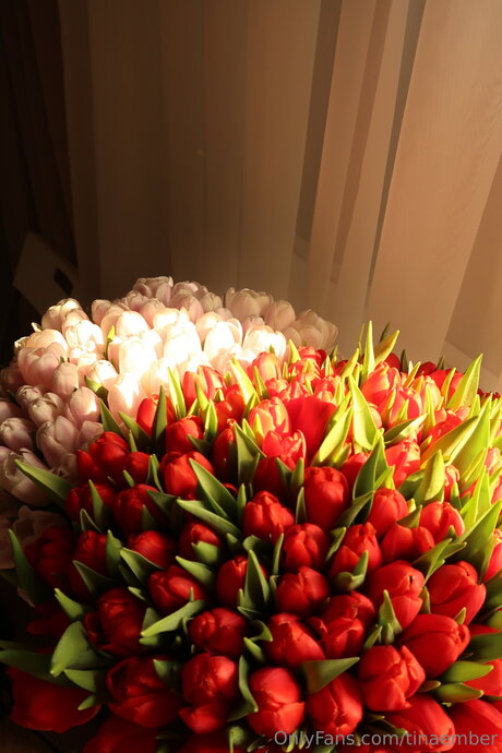 Tinaember top star img